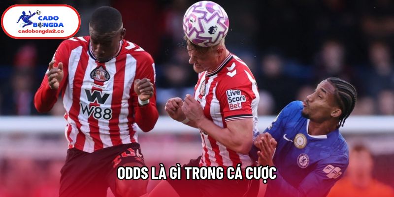Odds Là Gì Trong Cá Cược? Chi Tiết A Đến Z Cho Người Mới